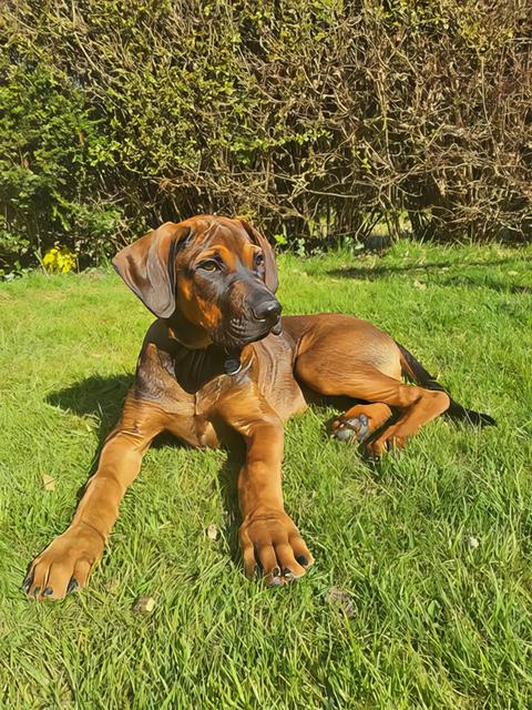 Gallery - The Rhodesian Ridgebacks