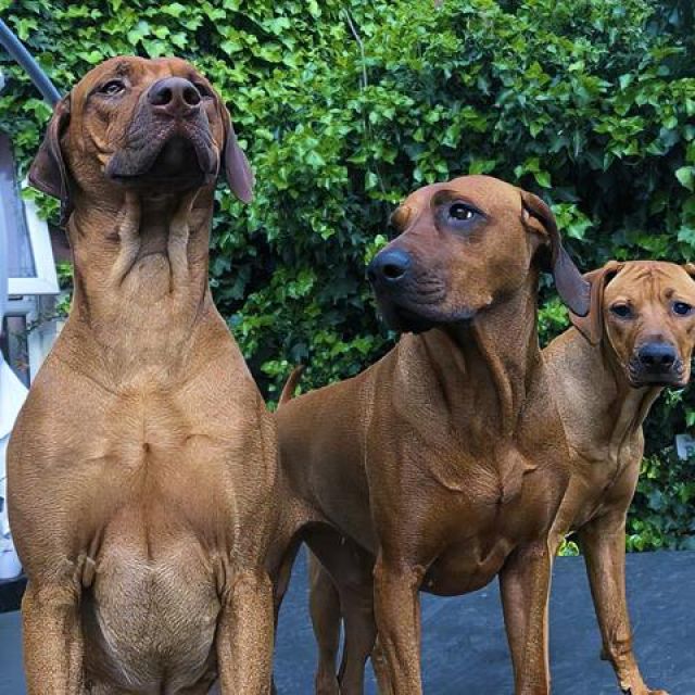 Roman The Ridgeback Rhodesian Ridgeback Dog Breeders Lancashire - The Rhodesian Ridgebacks