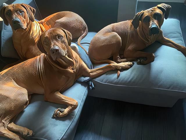 Three Rhodesian Ridgebacks Rhodesian Ridgeback Puppies For Sale in Lancashire - The Rhodesian ...
